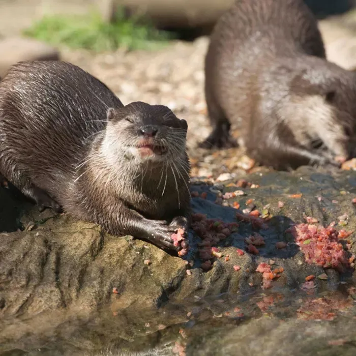 Otter 2 Copy
