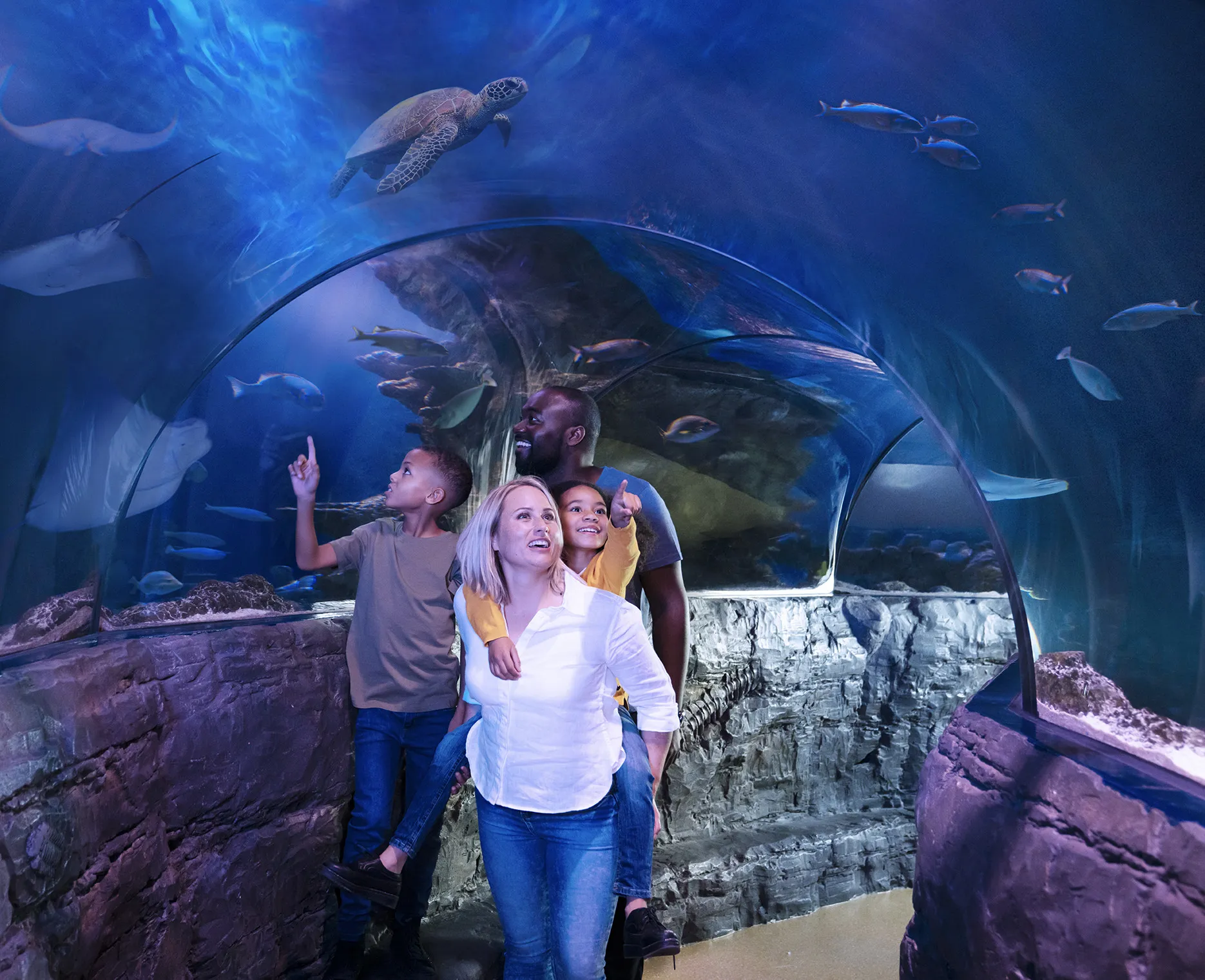 Image - SEA LIFE Blackpool