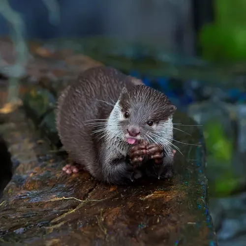 Asian Short Claw Otter Copy